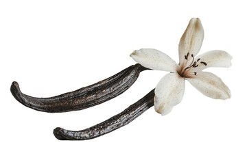 Vanilla Bean And Flower Isolated On Transparent White Background PNG