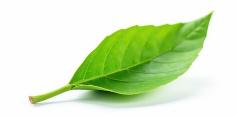 Obraz premium A single leaf unfolding from a bud isolated on white background, small, textures, unfurling