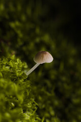Mushroom on the moss