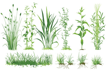 Fototapeta premium Set of green grass with wild herbs on white background. Grass bushes of different shapes. Vector illustration.