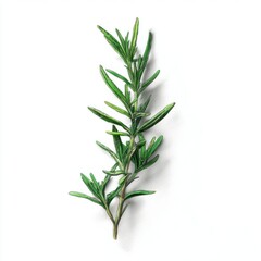 Fototapeta premium Fresh Rosemary Sprig Isolated on White Background - Culinary Herb, Aromatic Ingredient, Watercolor Style Illustration, Cooking, Food Photography