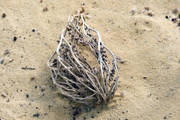Tumbleweed (lat.- Anastatica hierochuntica) capable of hygroscopic expansion and retraction