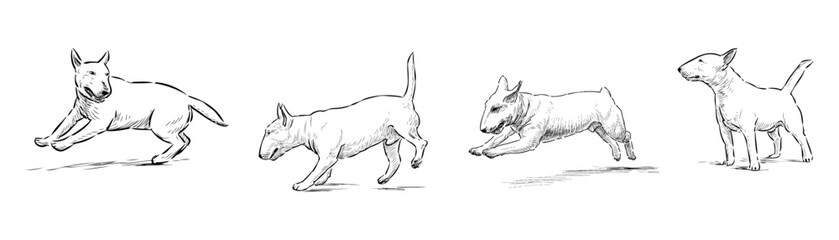 Sketches of four purebred white bull terrier dogs running, standing, vector outline hand drawn realistic illustration