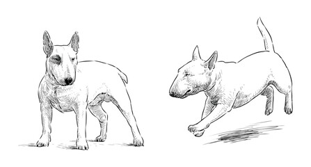 Sketches of two purebred white bull terrier dogs running, standing, vector outline hand drawn realistic illustration isolated on white