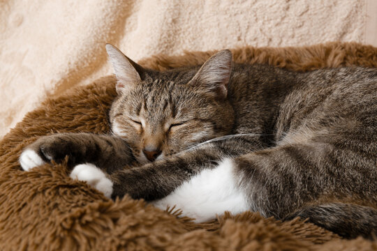 The elderly cat is asleep in his bed. Shallow focus.