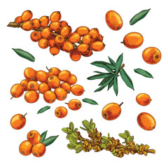 Hand drawn fresh sea buckthorn. Set sketches with sea buckthorn on a branch, with berries, leaves and flowers. Vector illustration isolated on white background.