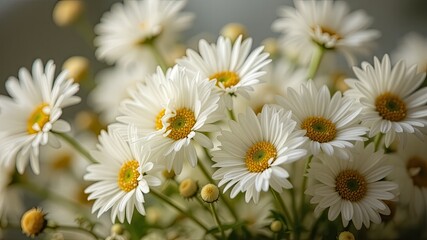 Obraz premium Pure White Daisies, Natural Beauty Background