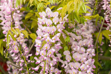 Blooming white and pink wisteria flowers amidst lush green foliage