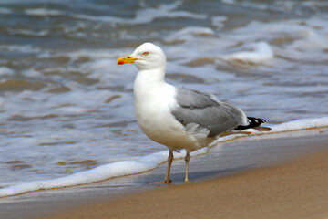 Fototapeta premium Seagull on Wet Sand with Ocean Foam – Herring Gull Portrait in Coastal Light