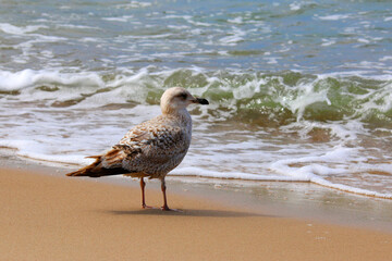 Juvenile Herring Gull (Larus argentatus) Standing on Baltic Sea Beach – Close-Up Wildlife Photography