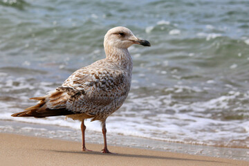 Young Seagull on Wet Sandy Shore with Ocean Waves – Larus argentatus in Natural Habitat