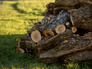 A pile of wood logs in a grassy field. The logs are stacked in a way that they form a triangle. The sun is shining on the logs, creating a warm and inviting atmosphere. Park maintenance.