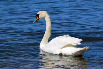 Elegant Mute Swan (Cygnus olor) Swimming Gracefully in Blue Water – Side View with Feather Detail and Reflection