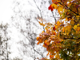 A tree with bright orange and yellow leaves is the main focus of the image. Moody fall or autumn scene with natural colors of nature. Selective focus.