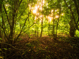 Obraz premium A forest with a sun shining through the trees. The sun is casting a warm glow on the forest floor, calm and surreal look. Walk in a forest on a warm summer day theme.