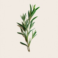 Fototapeta premium Fresh Rosemary Sprig on Textured Background - Culinary Herb, Aromatic Ingredient, Green Leaves, Cooking, Food Photography, Top View, Minimalist