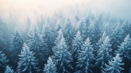 Frozen winter forest, frosted pine trees, aerial view