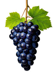 Fototapeta premium Black Grapes with green leaves on a branch isolated on a white background 