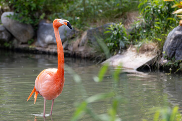 Fototapeta premium フラミンゴ