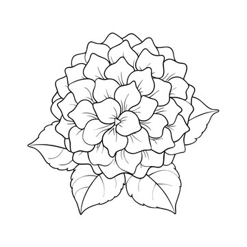 recommend clip art: Line Art Vector of Elegant Hydrangea Flower Design