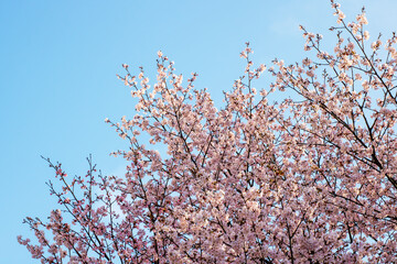 A cherry blossom tree with vibrant pink flowers against a blue sky
