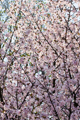 A close up of a cherry blossom tree in full bloom in spring