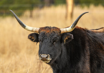 wild tauros, aurochs-like cattle portrait