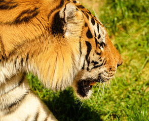 Amur or Siberian tiger (Panthera tigris altaica)