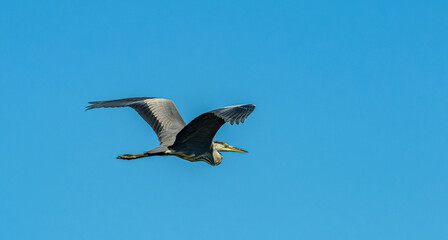 grey heron (Ardea cinerea) in flight