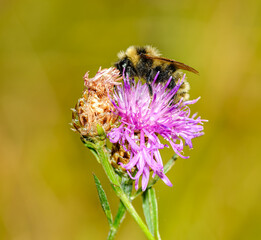 bumblebee (Bombus) on a pink flower
