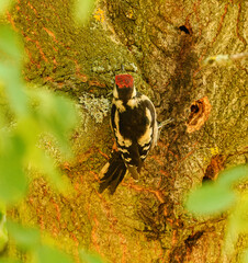 middle spotted woodpecker (Dendrocoptes medius) on a tree