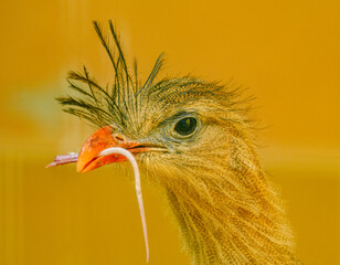 red-legged seriema (Cariama cristata) with mouse tail in beak