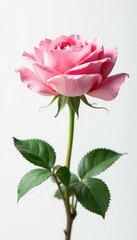 Single rose in full bloom against white background, blossom, pink