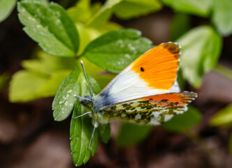 Aurora (Anthocharis cardamines)