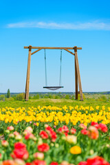 Colorful Tulip Field With Wooden Swing Under Clear Blue Sky