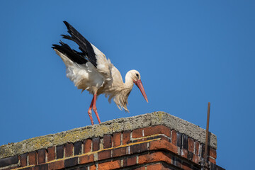 Storch läuft über das Dach