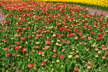 Obraz premium Vibrant Tulip Field in Full Bloom with Red and Yellow Flowers