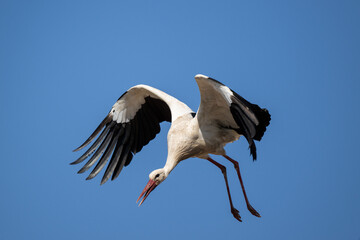 Storch im Flug