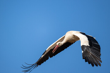 Storch im Flug