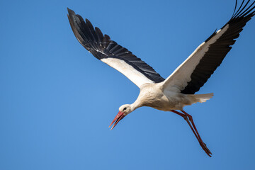 Storch im Flug