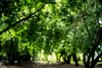 The abstract blur background of glowed with bright green light, reflecting the beauty of nature in its purest, most vibrant, and effortlessly natural form.