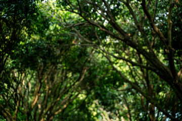 The abstract blur background of glowed with bright green light, reflecting the beauty of nature in its purest, most vibrant, and effortlessly natural form.
