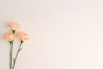 Fototapeta premium Parents' day background, Carnation Flowers on Minimal Beige Background, with copy space 