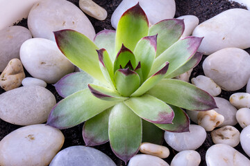 Succulent plant Sempervivum in a pot.