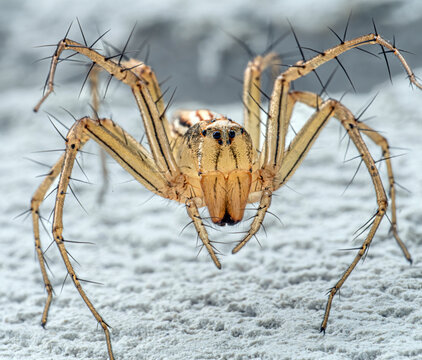 Close up of an Oxyopes javanus or Lynx Spider in the wall