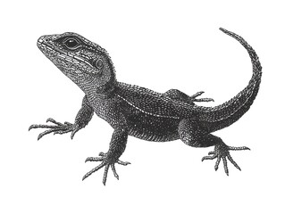 Naklejka premium Detailed black and white illustration of a small lizard with a long tail perched alertly on a white background.