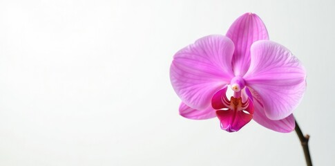 Obraz premium Isolated orchid on white background with light effects, pink, botanical, single specimen