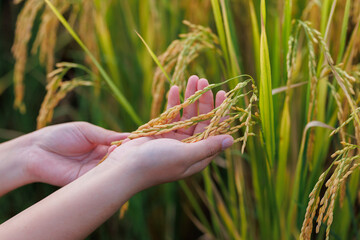 A farmer inspects golden rice stalks in a sunlit field, symbolizing ripeness and the harvest season...