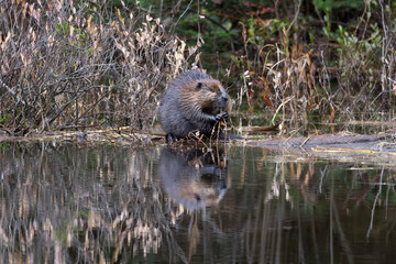North American beaver Castor canadensis consuming some plant matter on the edge of a pond in...