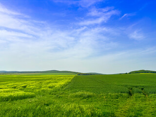 Obraz premium green field and blue sky